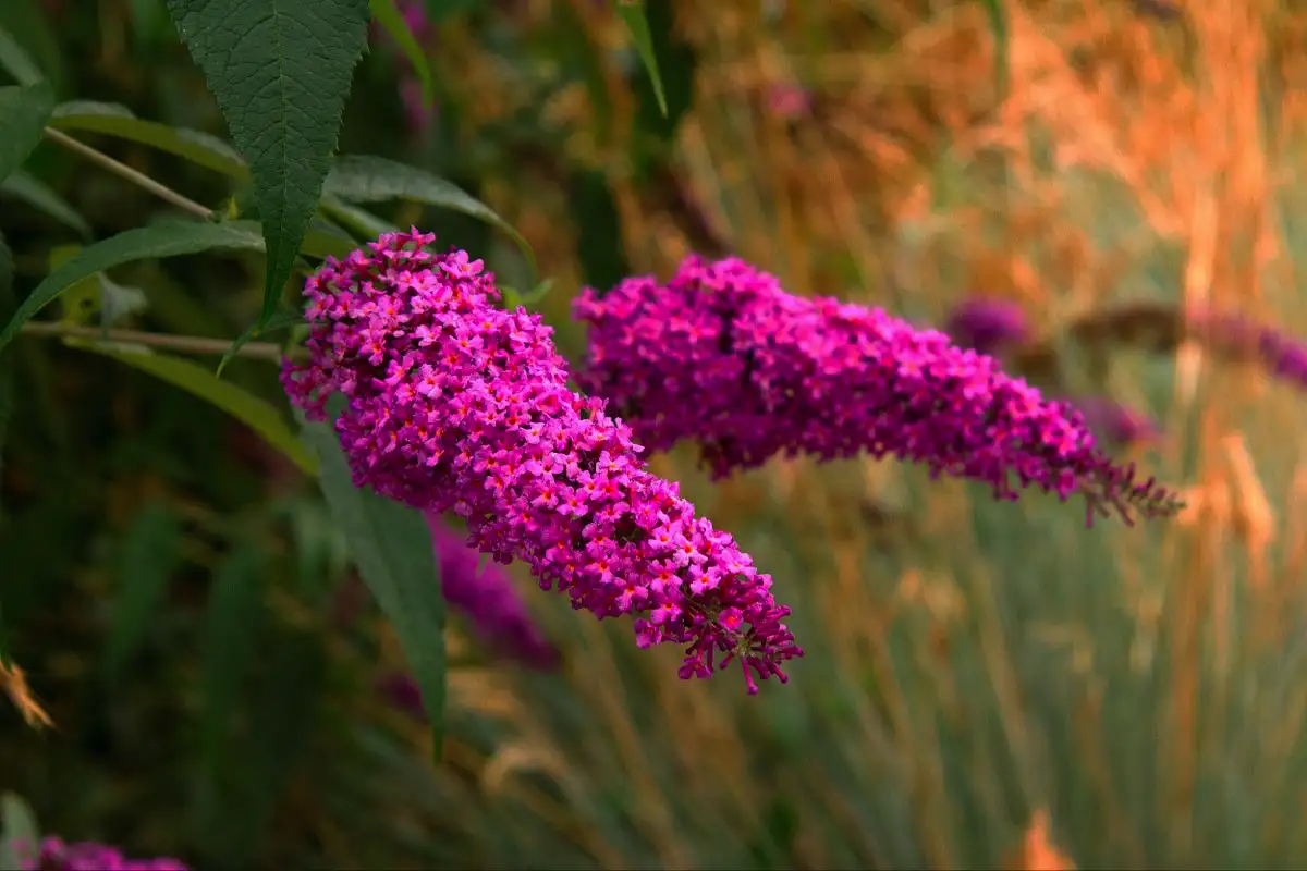 Tri rastline, ki jih decembra posadite v vrt in bodo vaš zunanji prostor spremenile v pravi metuljski raj