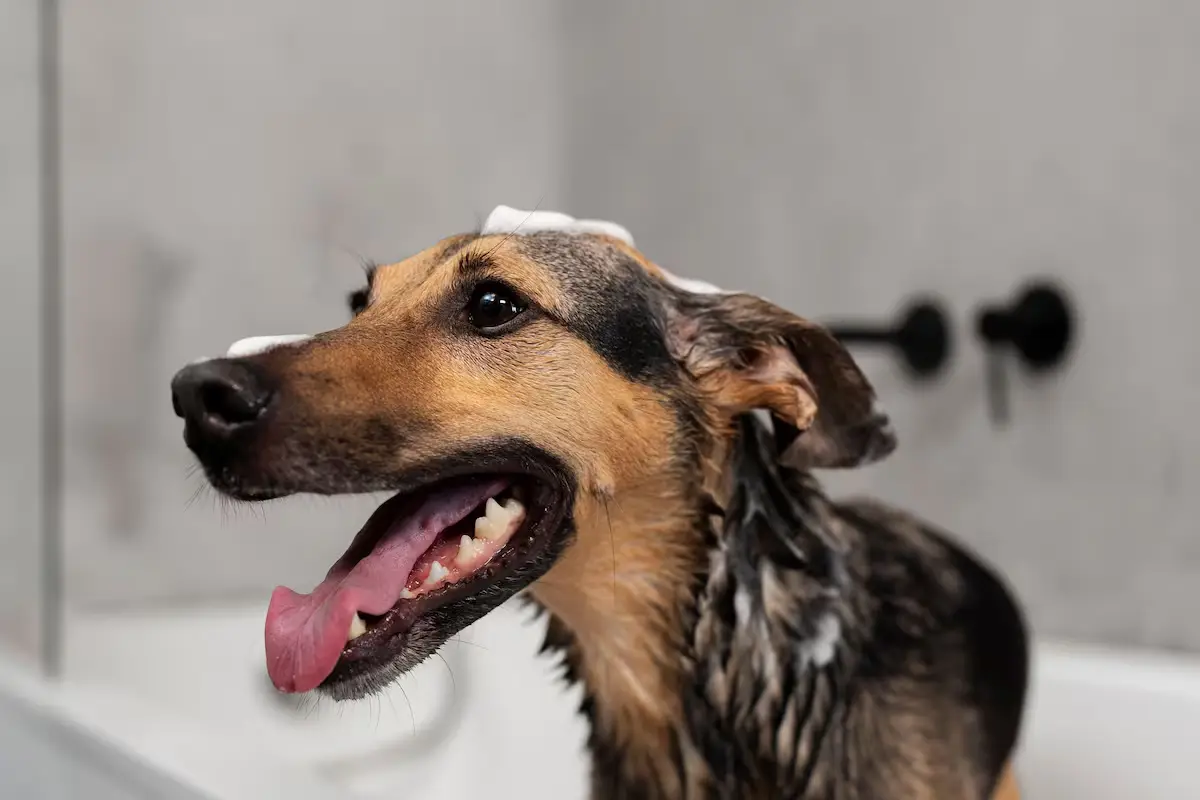 Če psa ne okopaš vsake toliko časa, bo začel smrdeti kot nor: popoln vodnik, ki ga mora prebrati vsak lastnik psa