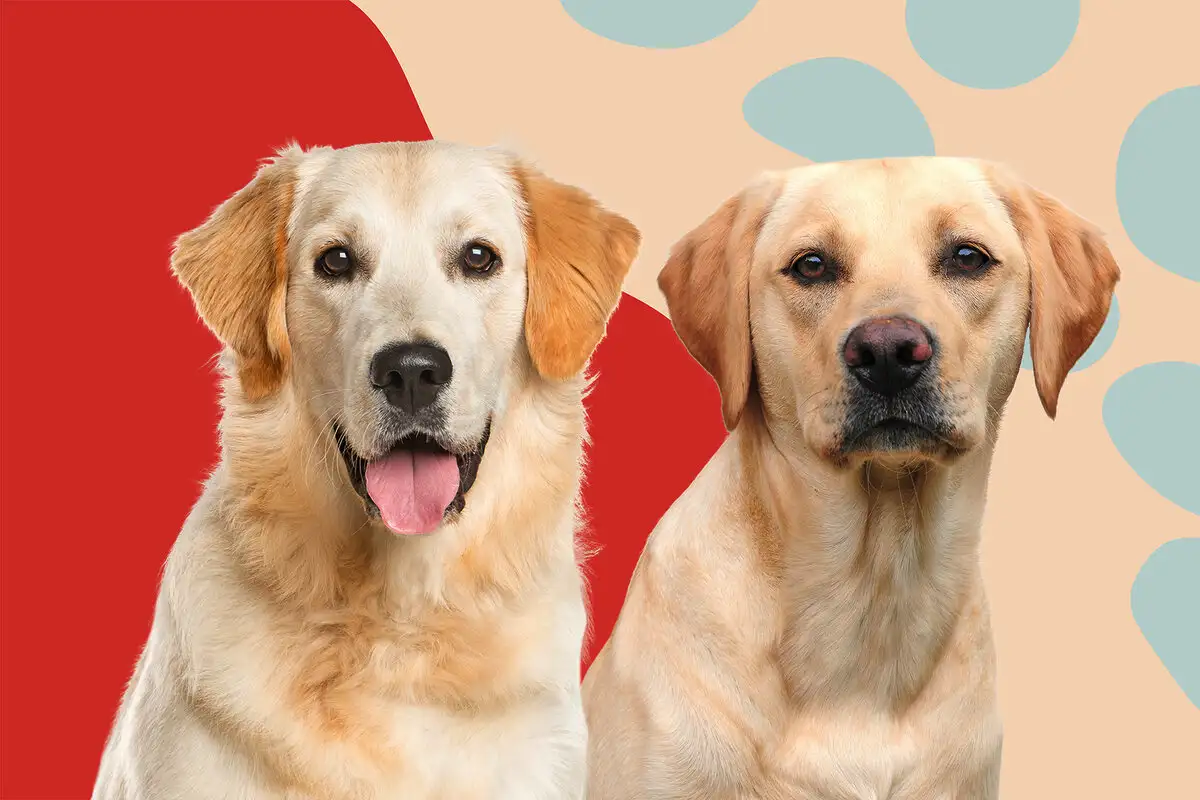 Te pasme psov se najbolje prilagodijo družinskemu življenju – nasveti kinologinje