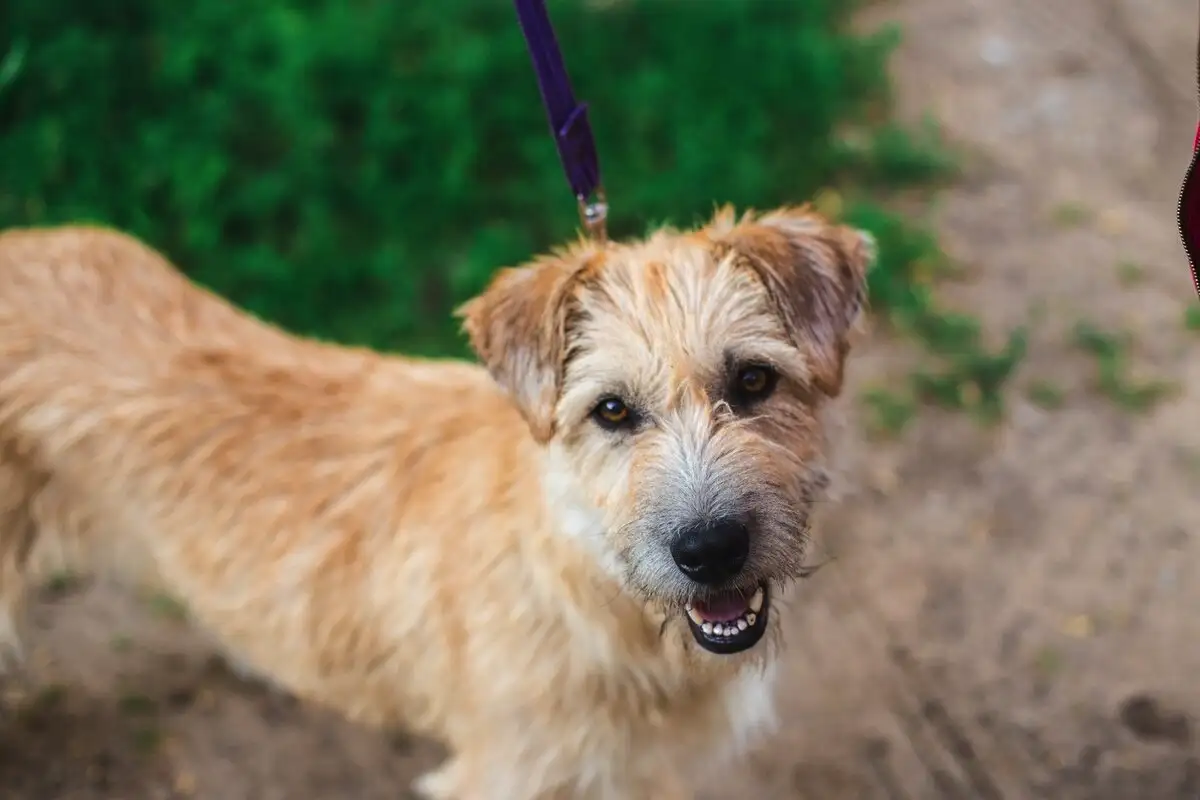 Te pasme psov se najbolje prilagodijo družinskemu življenju – nasveti kinologinje