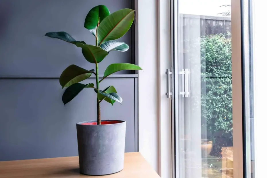 Rastlina, ki jo moraš imeti doma – raste v loncu, skoraj ne potrebuje nege in je pravi magnet za srečo, zaščito in dobro energijo