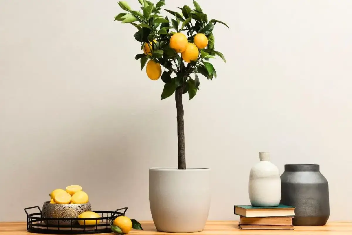 Kje v stanovanju limonovec nikoli ne sme stati – in kje vam bo vsako leto obesil veje do tal od težkih limon