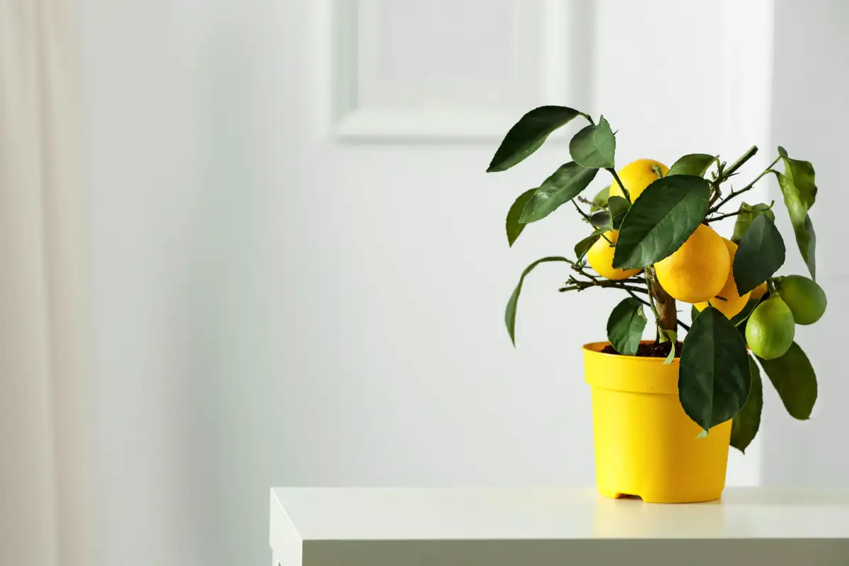 Kje v stanovanju limonovec nikoli ne sme stati – in kje vam bo vsako leto obesil veje do tal od težkih limon