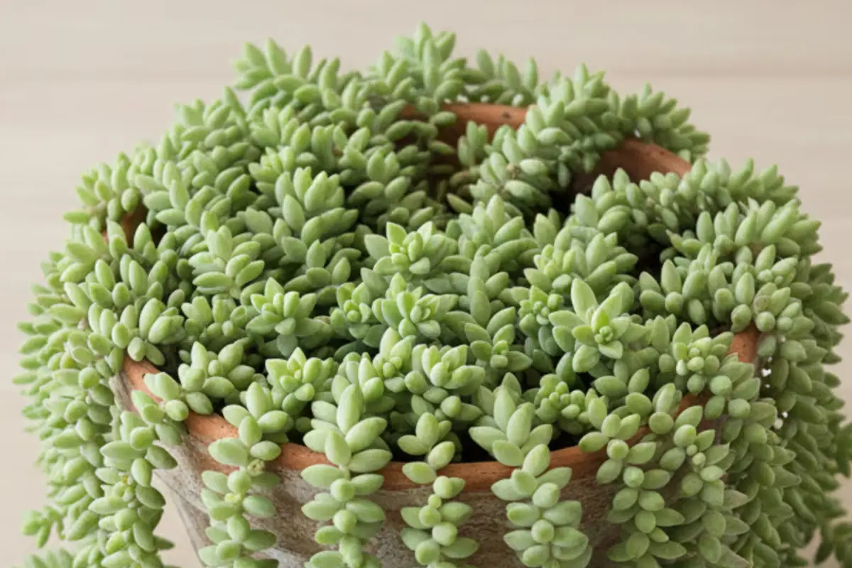 Kako iz enega samega lista naredite ogromno “burro’s tail” sukulento: najlažji in najhitrejši način, ki deluje tudi pozimi