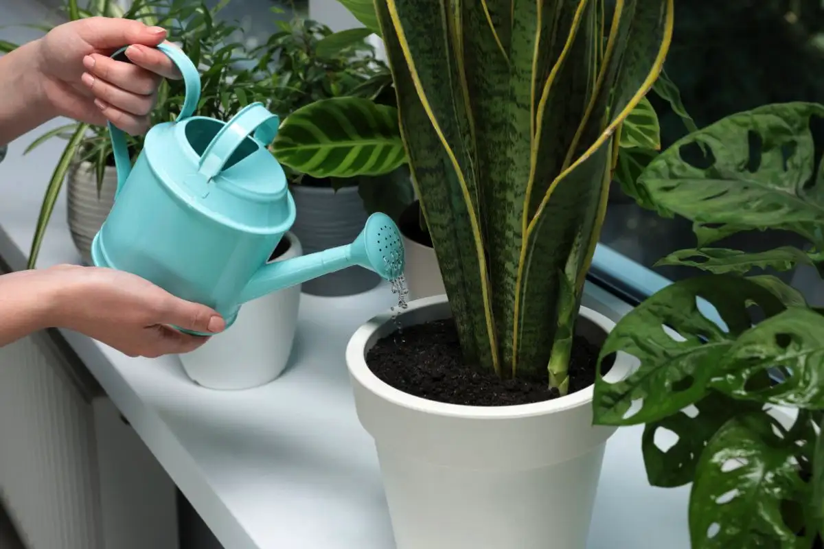 Kako zalivati sanseverijo pozimi, da je nikoli ne izgubite – popoln vodnik